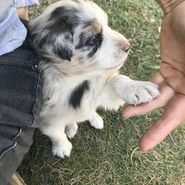 Australian Shepherd Puppies from Wild Souls Australian Shepherds