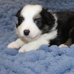 Australian Shepherd Puppies from Crofford’s Pretty Pups