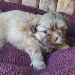 Liver Sable Female - Liver female Shih Tzu puppy in Hillsdale, Michigan from Prairie Fen Farm