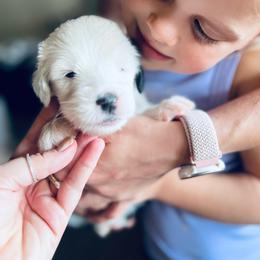 Fresca - Gray and white female Old English Sheepdog puppy in Bristol, Indiana from Ridgeruns OES