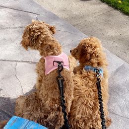 Louie - Goldendoodle