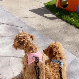 Louie - Goldendoodle