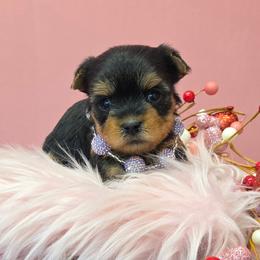 Pixie TEACUP - Blue and gold female Yorkshire Terrier puppy in Monticello, Iowa from Ashley’s Puppies