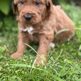 Orange paws - Red  male Goldendoodle puppy in Rush, New York from Care Bear Puppies