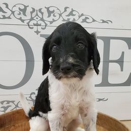 Goldendoodle Puppies from Auburn Hills Doodles & Poodles