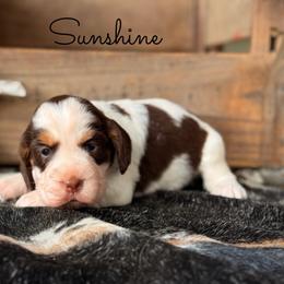 Sunshine - Liver white and tan female English Springer Spaniel puppy in Uvalda, Georgia from Willow Creek Farms