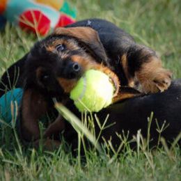 Dachshunds from Jeric's Kennels