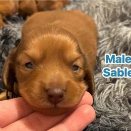 Boy - Chocolate and tan male Dachshund puppy in Whitesboro, Texas from Whitesboro Dachshund
