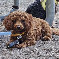 Mocha - Poodle