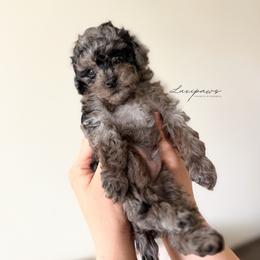 Switcheroo - Black male Goldendoodle puppy in Ivins Utah, Utah from Luxi Paws Doodles