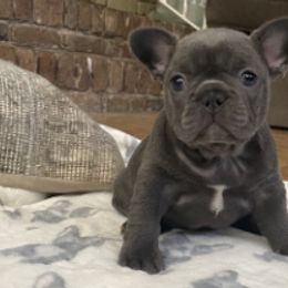 French Bulldogs from Leslie Baggett's French Bulldogs