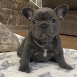 French Bulldogs from Leslie Baggett's French Bulldogs