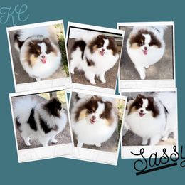 Sassy - Pomeranian