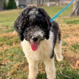 Margo - Parti female Goldendoodle puppy in Fletcher, North Carolina from Cane Creek Goldendoodles