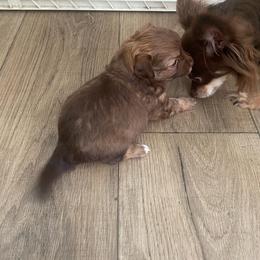 Moose 2800 - Chocolate and white male Chihuahua puppy in Hillsboro, Texas from Pikanoo Pups