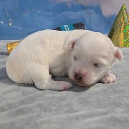 Dasher - White male Maltese puppy in Aurora, Missouri from KnJ Precious Paws LLC