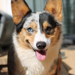 Boo Berries - American Corgi