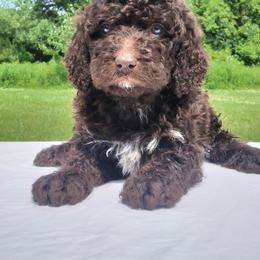Nika - Chocolate female Labradoodle puppy in Lowville, New York from Adirondack Labradoodles