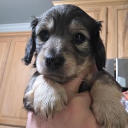 Boy 1 - Cream male Dachshund puppy in Sour Lake, Texas from Rigdon's dachshunds