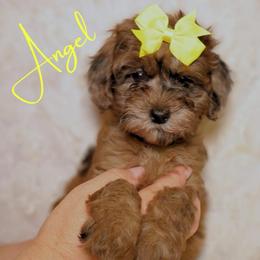 Angel - Merle female Goldendoodle puppy in Enfield, Connecticut from Sweet Connecticut Doodles