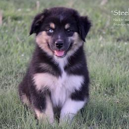Steel - Black tri male Miniature Australian Shepherd puppy in Evant, Texas from Lazy VT Bar Ranch