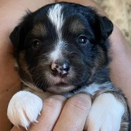 Aussiedoodles, Miniature Australian Shepherds, and Toy Australian Shepherds from River Hill Ranch