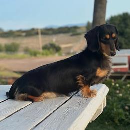 Gloria - Dachshund