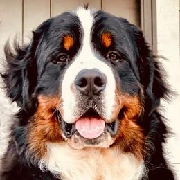 Caffrey - Bernese Mountain Dog