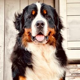Caffrey - Bernese Mountain Dog