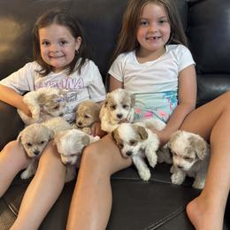 Maltipoo puppies from Blair’s Furry Friends