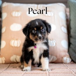 PEARL - Black tri female Miniature American Shepherd puppy in Puyallup, Washington from TRAILS END Minis