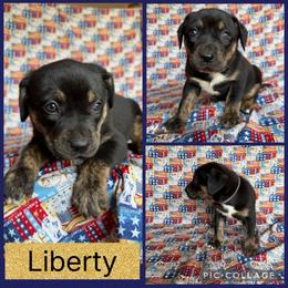 Liberty - Black female Catahoula Leopard Dog puppy in Forbes, Minnesota from North Country Catahoulas