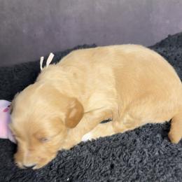 Girl 2 - Gold and white female Shih Tzu puppy in Ocala, Florida from Mimi's Shih-tzus of Ocala