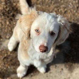 Jasper - Cream male Aussiedoodle puppy in Millville, California from Hope Lane Kennels