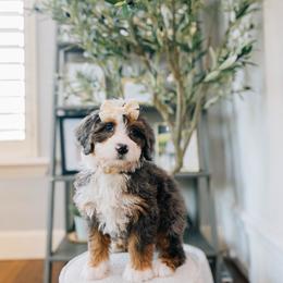 Annie - Merle female Bernedoodle puppy in Murray, Utah from Sun Valley Doodles