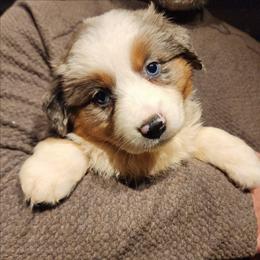 Butterfinger - Blue merle female Miniature Australian Shepherd puppy in Logansport, Indiana from Sandy Hill Farm Aussies, LLC