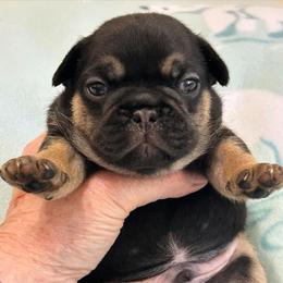 Brad - Black and tan male French Bulldog puppy in Germantown, Ohio from LaBelle Bulldogs