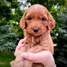 Laguna - Apricot female Goldendoodle puppy in Sugar City, Idaho from Idaho Sugar Doodle Pups
