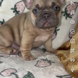 French Bulldog Puppies from Fairy’s Frenchies