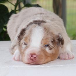 Stephen - Red merle male Miniature Australian Shepherd puppy in Goliad, Texas from Sassy Lil Aussies and Diamond W Poodles