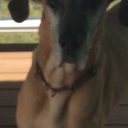 Great Danes from Long Meadow Danes