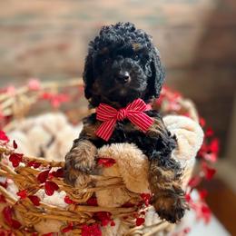 Prince Charming - Tri-color male Bernedoodle puppy in Munster, Indiana from Miranda’s Sunshine Poodles and Doodles
