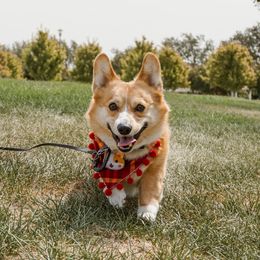 Donut - Pembroke Welsh Corgi