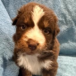 Peter - Red tri-color male Australian Shepherd puppy in Atkinson, Illinois from Diamond Ridge Aussies