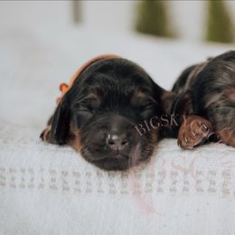 Orange collar - Black and tan male Cockapoo puppy in Missoula, Montana from Big Sky Cockapoos