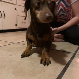 Raptor - Dachshund