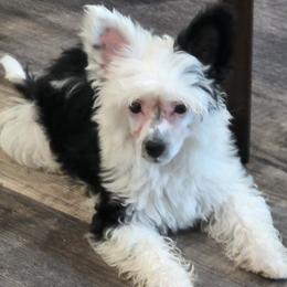 Female puppy 3 - Black and white female Chinese Crested puppy in Hernando, Florida from Bent Oak Chinese Cresteds