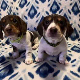 Dachshund Puppies from Victoria’s Dachshunds