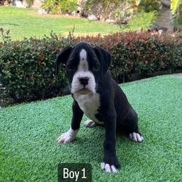 Boy 1 - Boxer