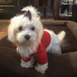 Moochie - Maltese